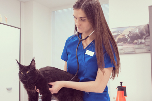 Veterinarijos gydytoja – apie gyvenimą įprasminančią profesiją